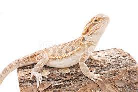 Una guida assolutamente unica su questo straordinario. Drago Barbuto Carina Seduta Fotografie Stock Freeimages Com
