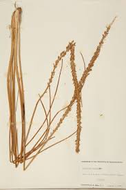 Image result for Juncaginaceae