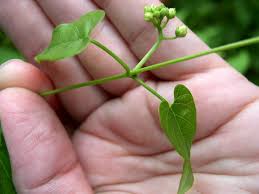 Image result for Thesium cymosum