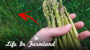 We did not find results for: How To Find Wild Asparagus And My Favorite Wild Edibles Book Youtube