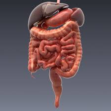 Realistic Human Internal Organs 3d Model Human Anatomy Model Human Digestive System Human Body Anatomy