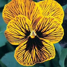 Takes just 1 minute to submit your request receive tailored offers easily compare quotes and shortlist. 50 Seeds Viola Angel Tiger Eye Seeds Viola Seeds Perennial Flower Seeds Flowers Perennials Beautiful Flowers Images