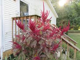 Image result for Amaranthus cruentus