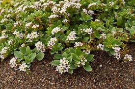 Image result for Heliotropium ciliatum