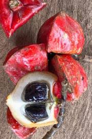 Image result for Pentadiplandra brazzeana