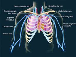 Knowledge of the anatomy of the whole cylinder (ribs, sternum, vertebra, diap … 1 Anatomy Of The Arm And Chest Used With Permission Of N Moureau Download Scientific Diagram