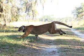 Alabama bobcat hunting guides and outfitters. Outdoors Big Cats Alabama Living Magazine