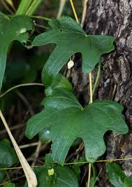 Image result for Dioscorea buchananii