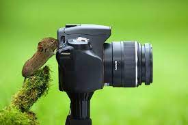 Animal Photographers Animals Wild Wildlife Photography Cute Animals