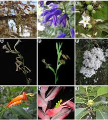 Image result for Buchnera longispicata