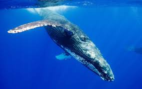 Blue Whale Wallpapers Wallpaper Cave