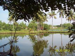With this money, you can unlock new fish and do more. Fish Pond Buddy Uses Of Coconut Trees In Our Bangus Milkfish Farm