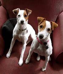 so sweet pete ella parson jack russell terriers jack russell terrier jack russell jack russell dogs