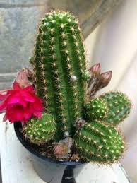 Can i take wrapped gifts on board the plane? Echinopsis Rose Quartz Peanut Cactus World Of Succulents Cactus House Plants Cactus Plants Cactus Garden