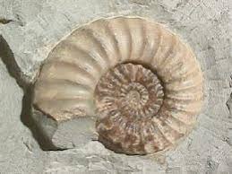 An extinct sea creature (= one that no longer exists) often found as a fossil (= an animal…. Ammonites Were Probably Eaten By Fellow Cephalopods