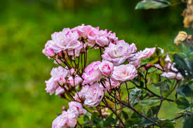 Bianco simile alla rosa ma senza spine, senza odore e con foglie a lancia. Rosa Banksiae Rose Banksiae