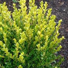 Buxus Microphylla Faulkner Faulkner Littleleaf Boxwood Boxwood Landscaping Buxus Shrubs