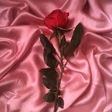 15 Pastel Red Ideas Red Aesthetic Red Pastel Red Sounds perfect wahhhh, i don't wanna. 15 pastel red ideas red aesthetic