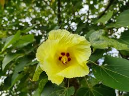 Image result for Thespesia populneoides