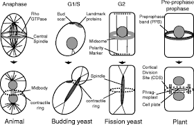 What helps in cell division in plants. Universal Rules For Division Plane Selection In Plants Springerlink
