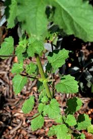 Image result for Ceratotheca triloba