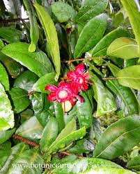 Image result for Ochna inermis