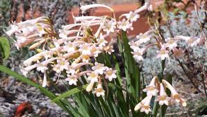 Image result for Cyrtanthus mackenii