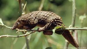 Exclusion, the only humane and often legal way to remove the pests, involves four steps: Coronavirus From Bats To Pangolins How Do Viruses Reach Us Science In Depth Reporting On Science And Technology Dw 26 03 2020