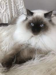 Himalayan Ragdoll Cat Ragdoll Cat Cats White Ragdoll Cat