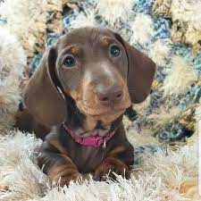 Blue Dachshund Puppies For Sale Near Me Blonde Dachshund Puppies For Sale Near Me Dachshund Puppies For Sale Dachshund Puppy Miniature Dachshund Puppies