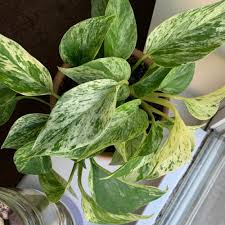 Check spelling or type a new query. Marble Queen Pothos Plant Care Water Sunlight And Nutrients