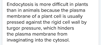 We would like to show you a description here but the site won't allow us. Why Is Endocytosis Found Only In Animal Cell Brainly In