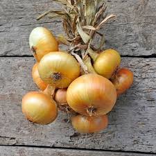 When growing onions from seed, you'll need to consider which variety best suits your growing conditions. Onion Seeds Yellow Granex Vegetable Seeds In Packets Bulk Eden Brothers