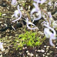 Image result for Utricularia scandens