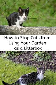 Pin On How To Help Feral Cats