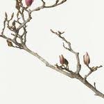 Ben Reid Garden Centre Nursery On Instagram Mother S Day Is Not Cancelled And We Have Lots Of Lovely Colourfu Colorful Planters Garden Center Colorful Plants
