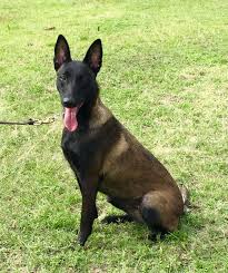 We did not find results for: Lua Female Belgian Malinois Highclass Protection Dogshigh Class K9