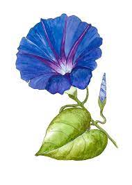 Morning Glory Realistic Flower Drawing Flower Drawing Morning Glory Flowers