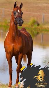 ملك الخيل ملك الخيل نقدم لعشاق الخيول معالف مشارب facebook