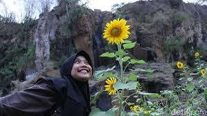 Bunga yang cantik ini memiliki banyak peminat dan menanam bunga matahari pun tidak sesulit yang kamu bayangkan. Mau Lihat Bunga Matahari Cantik Di Bandung Ini Tempatnya