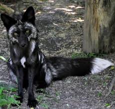 Black And Orange Fox Breed Black Fox Rare Animals Animals Animals Beautiful