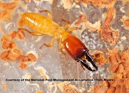 Termites 101 A Guide To Different Termite Types Pestworld