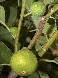 Figuier Jannot Ficus Carica Jannot Le Jardin Du Pic Vert