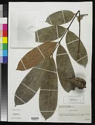 Image result for Carapa wohllebenii