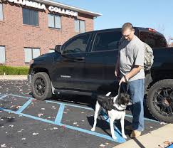 Under the shelter tab, select grabb animal shelter. for more information on dogs and cats currently housed at. Out Of The Doghouse Puppies For Parole Pairs Veteran With Unlikely Hero State News Columbiamissourian Com