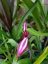 Image result for Crinum subcernuum