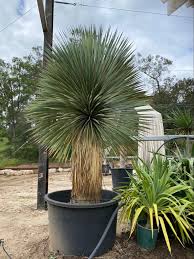 Yucca Rostrata Designer Trees Australia