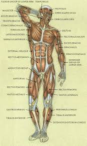 Muscle aches, also called myalgia, are a possible side effect of cancer and its treatment. Male Muscle Anatomy Drawing Novocom Top