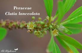 Image result for Clutia