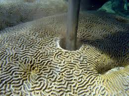 #meer #sea #water #riff #koralle #korallen #meerjungfrau #flosse #animal #mensch #blue #see #underwater #unterwasser #tief #schwimmen #tauchen #swim. Korallen Atlantik Geomar Helmholtz Zentrum Fur Ozeanforschung Kiel